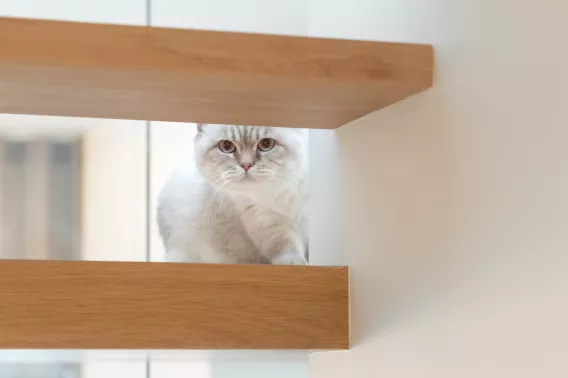 Cat peeping through the open stairs of a wooden staircase © Decotrap